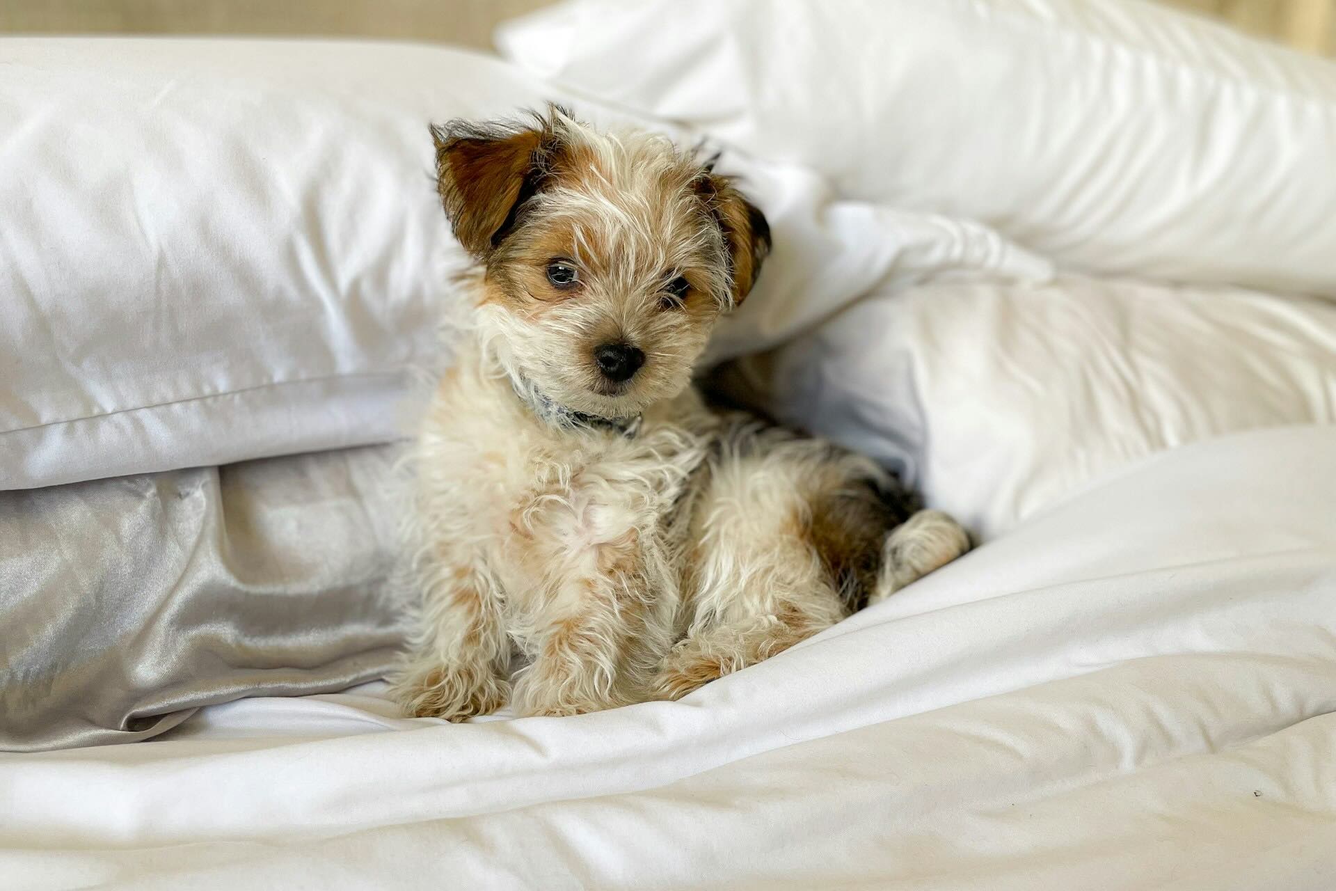 Pet Friendly Luxury Rentals in Miami Beach